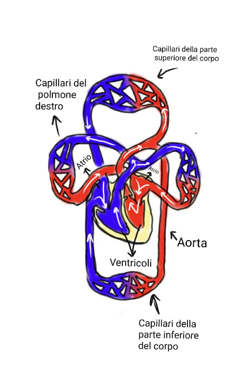 Schema della Circolazione