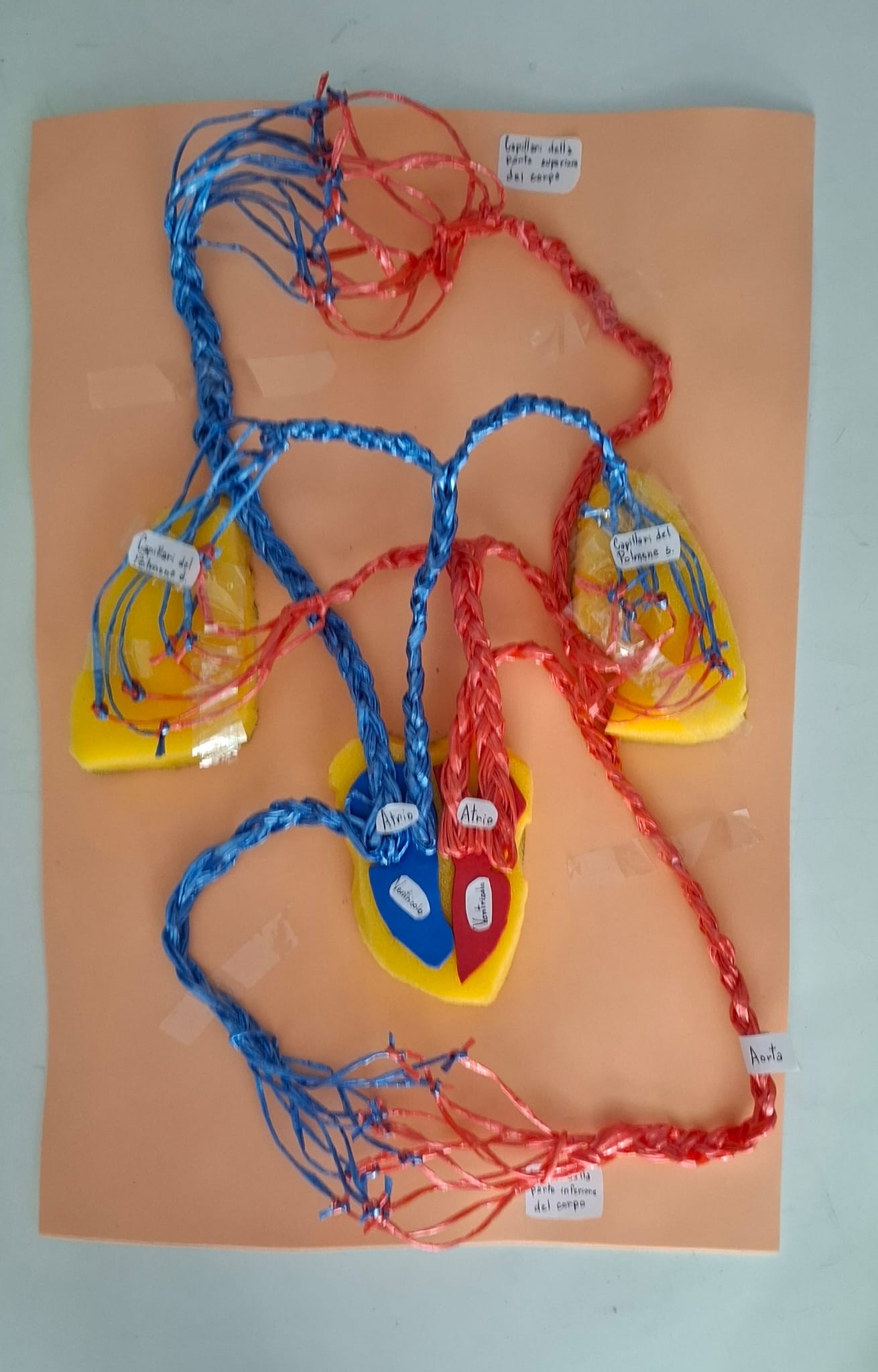 Schema della Circolazione